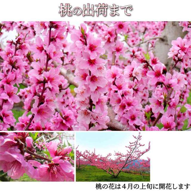 桃 訳あり 送料無料