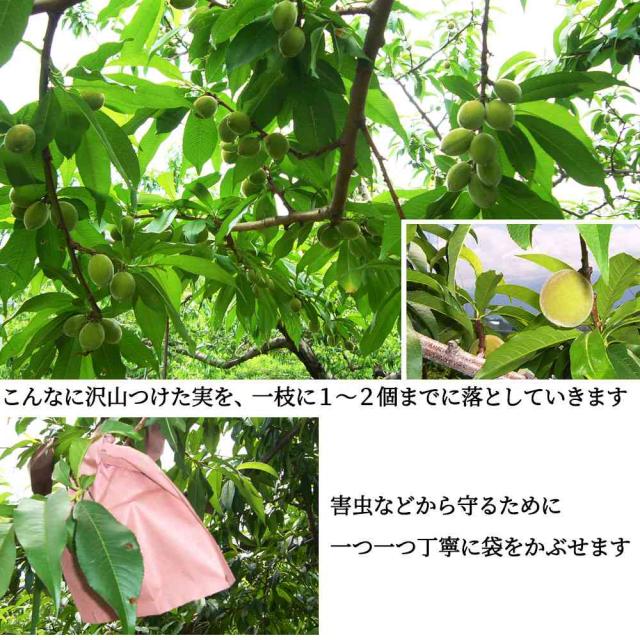 桃 訳あり 送料無料