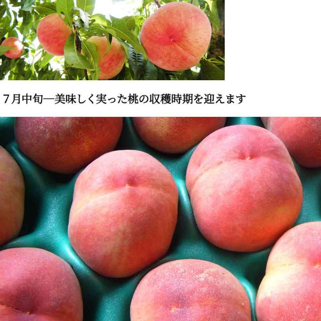 桃 訳あり 送料無料