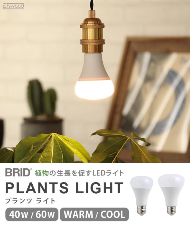 フラワーランプ　・　LED 05182017g.jpg