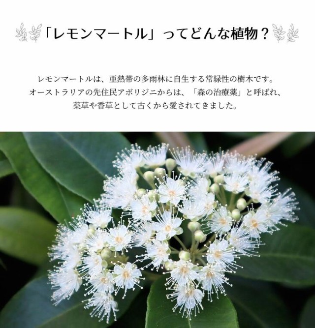 すべての美しい花の画像 新鮮なレモンマートル 花言葉