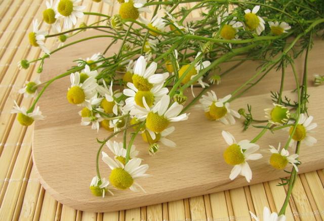 カモミール ティーバック