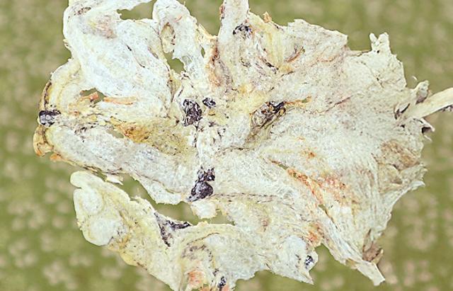 そのまんま海老ちりめん