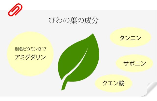 びわの葉茶