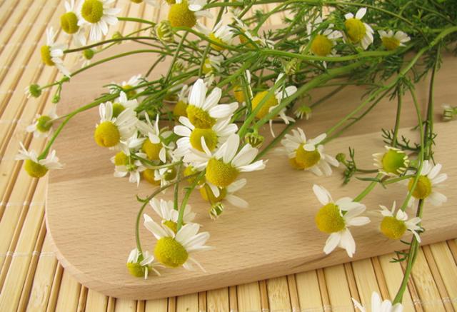 福島県産100％　カモミールティー