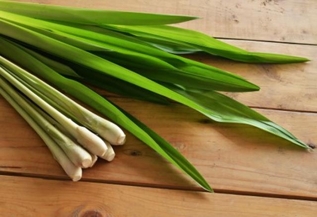 熊本県産100％　カモミールティー