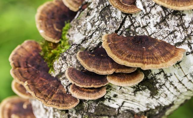 サルノコシカケ茶