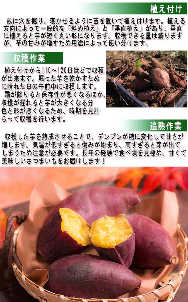 通販 薩摩芋