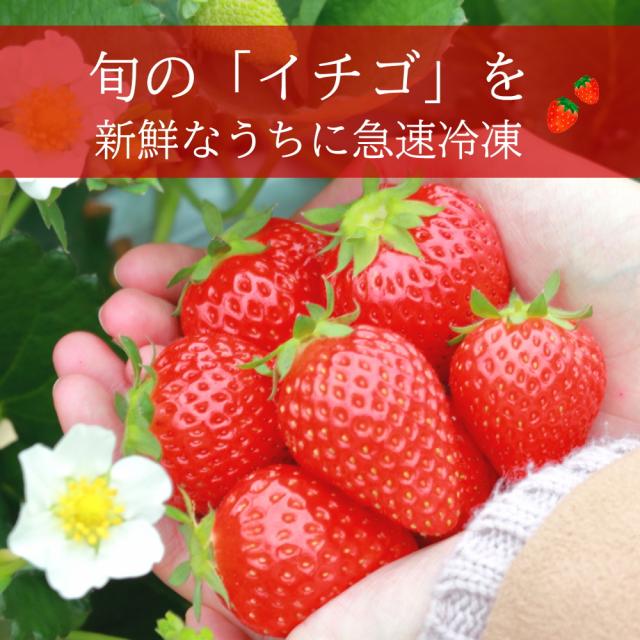 旬のイチゴ