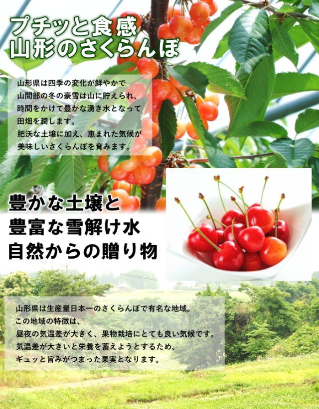 プチッと食感のサクランボ