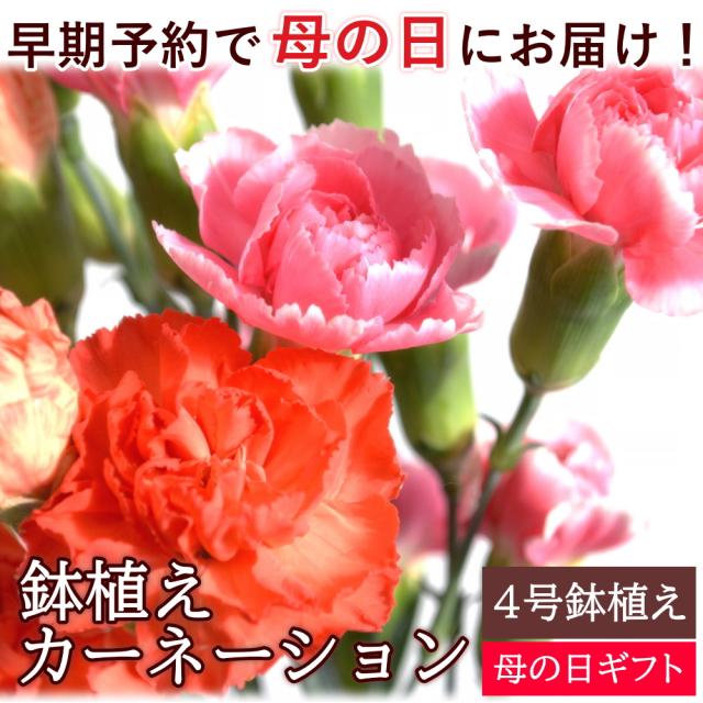 数量限定の鉢植え＆さくらんぼセット