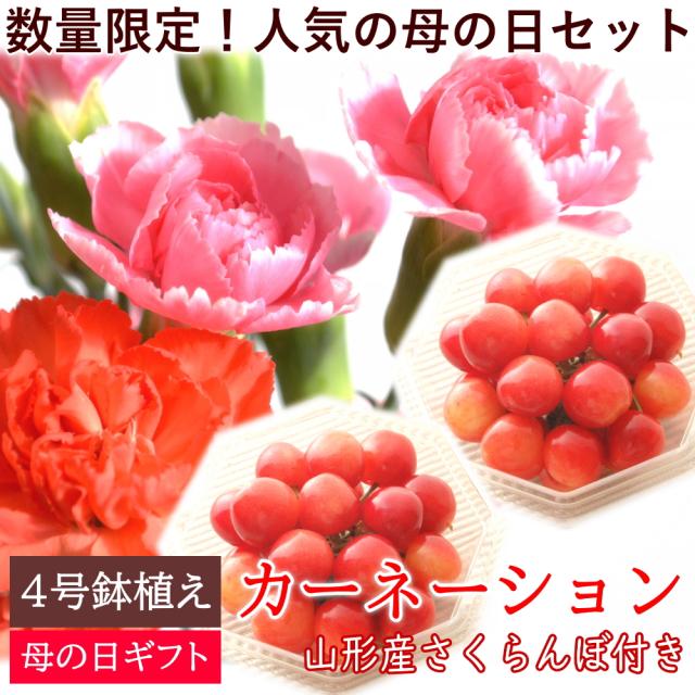 数量限定の鉢植え＆さくらんぼセット