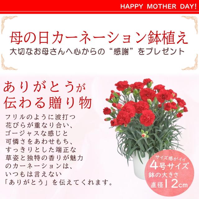 カーネーション 紹介