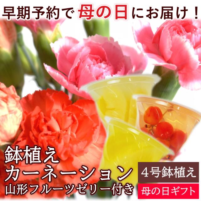 カーネーション&フルーツゼリー