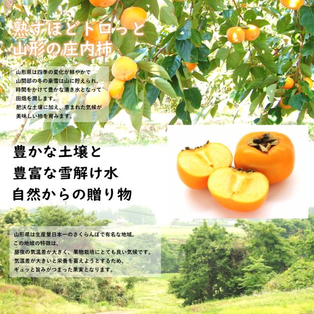 山形県の庄内柿