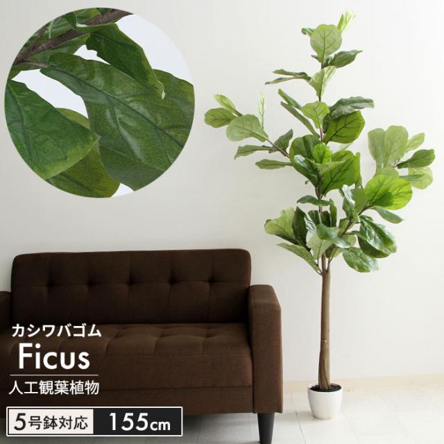 Web限定 人工 観葉植物 高さ 155cm 5号鉢対応 フェイクグリーン フィカス カシワゴム 人工 造花 カシワゴムの木 フェイク グリーン シンプル オフ 豪華 Prawasnow In