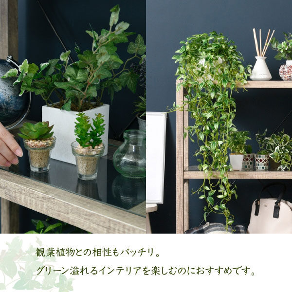 観葉植物との相性バッチリ