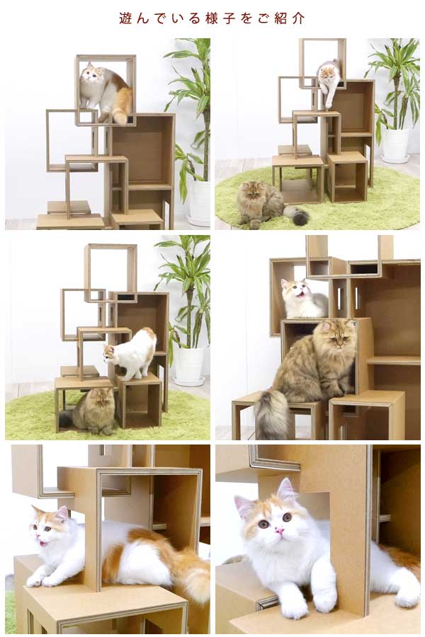 遊んでいる様子をご紹介