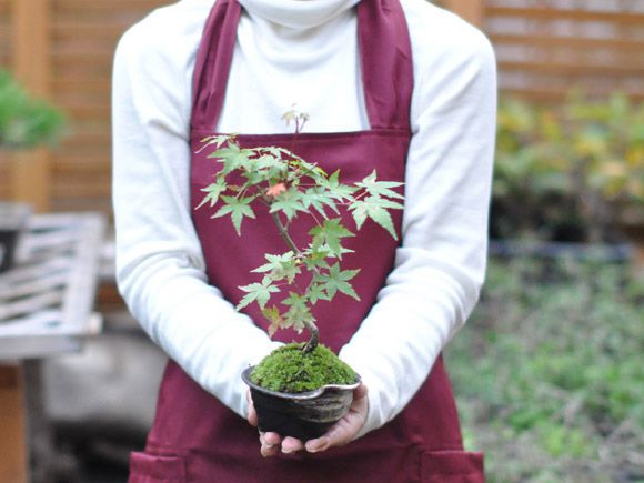 曲がりもみじの盆栽