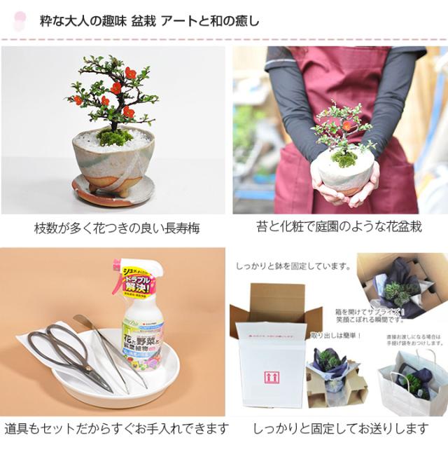 最適な価格 母の日ギフト 長寿梅白掛とはじめて道具セット 白掛の受皿付き 母の日 盆栽 ミニ盆栽 鉢植 花ギフト 趣味 贈り物 鉢植え 新品本物 Akcjacash Pl