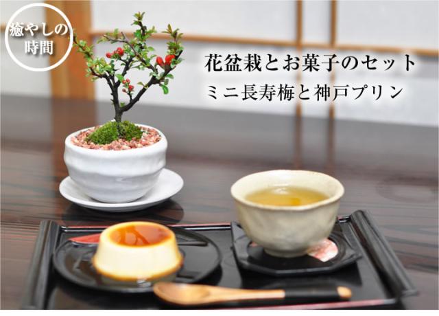 ミニ長寿梅と神戸プリン