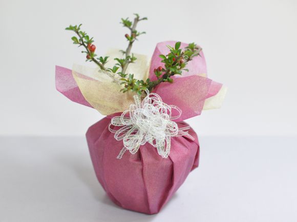 長寿梅ラッピング