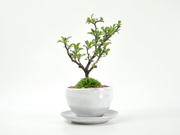 ミニ長寿梅と神戸プリン