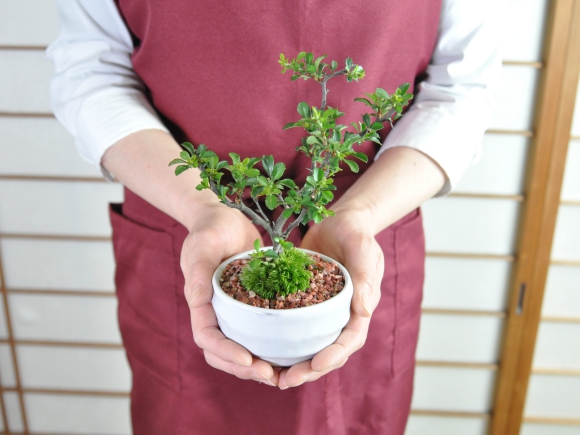 ミニ長寿梅と神戸プリン