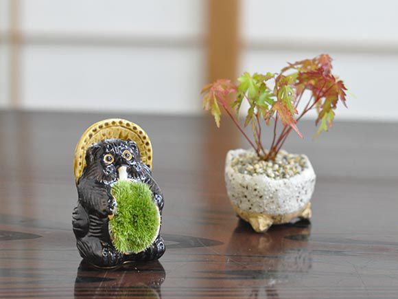 自然樹形の盆栽 陶器鉢 苔付き 自然樹形の盆栽 陶器鉢 苔付き
