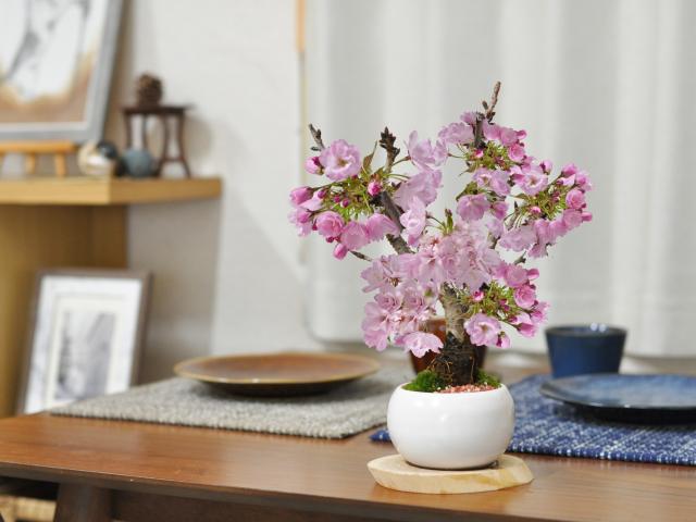桜盆栽 さくらのモダ