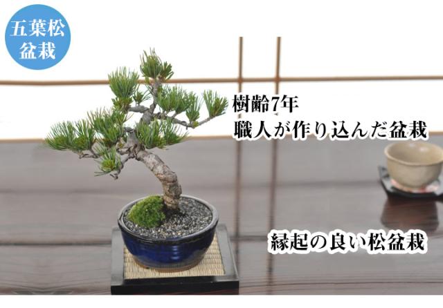 父の日　はじめての盆栽　Fathersday この盆栽はお父さんが手にすることで完成します　職人が基礎を作り込んで育てた盆栽