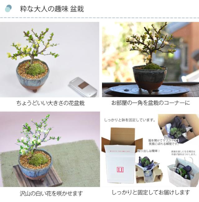 2粋な大人の趣味 盆栽 花盆栽