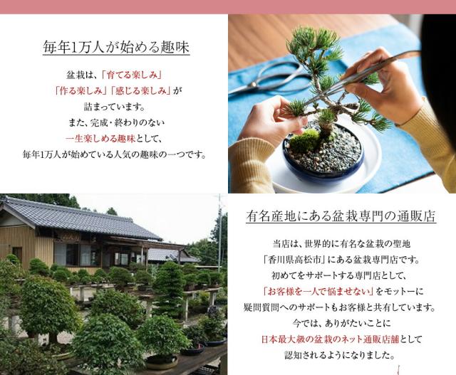 毎年1万人が始める趣味