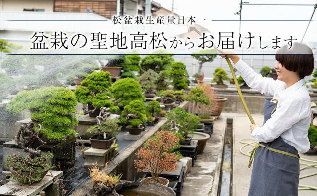 松盆栽の聖地高松からお届け