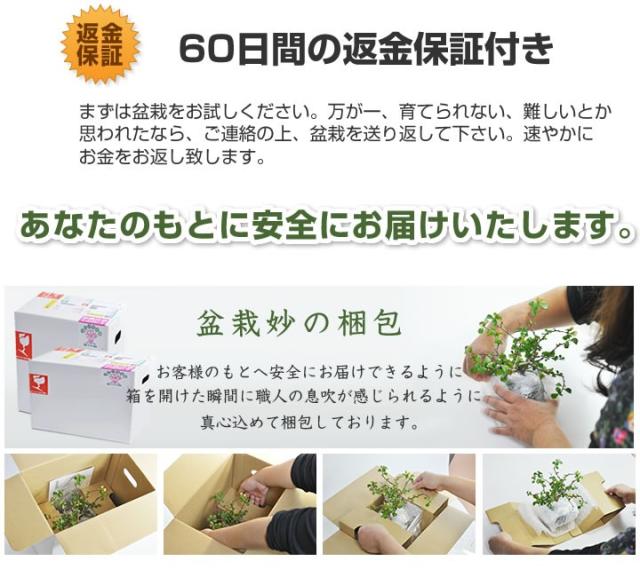 はじめての盆栽セット