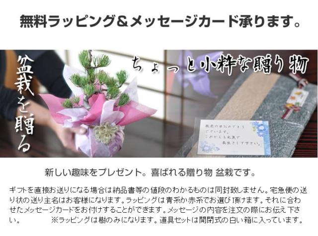 はじめての盆栽セット