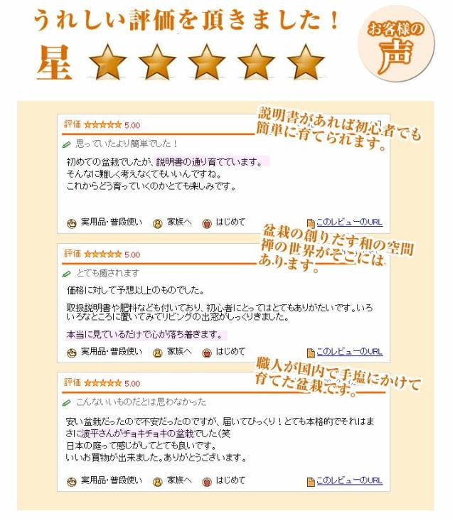 はじめての盆栽セット