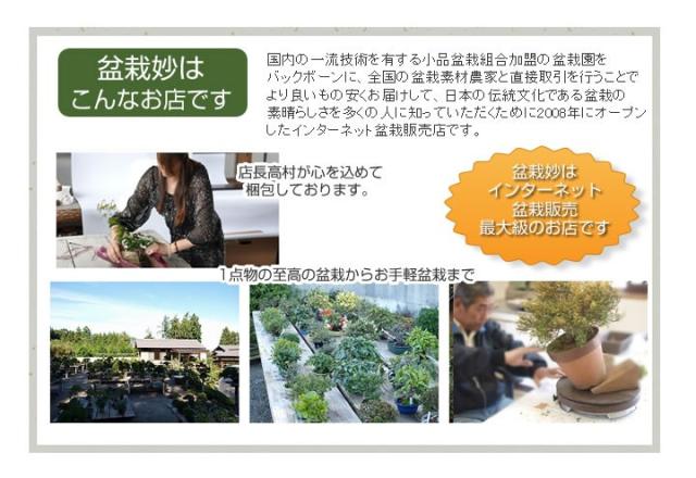 はじめての盆栽セット