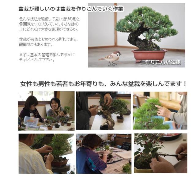 はじめての盆栽セット