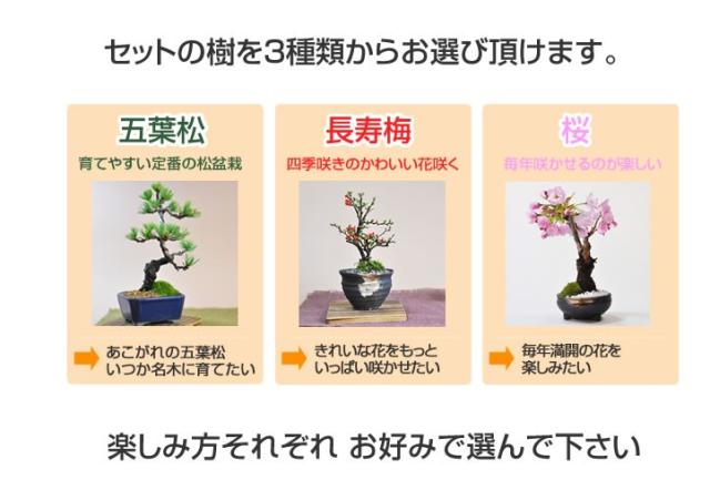 はじめての盆栽セット