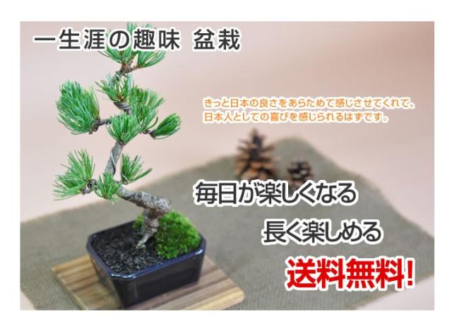 はじめての盆栽セット
