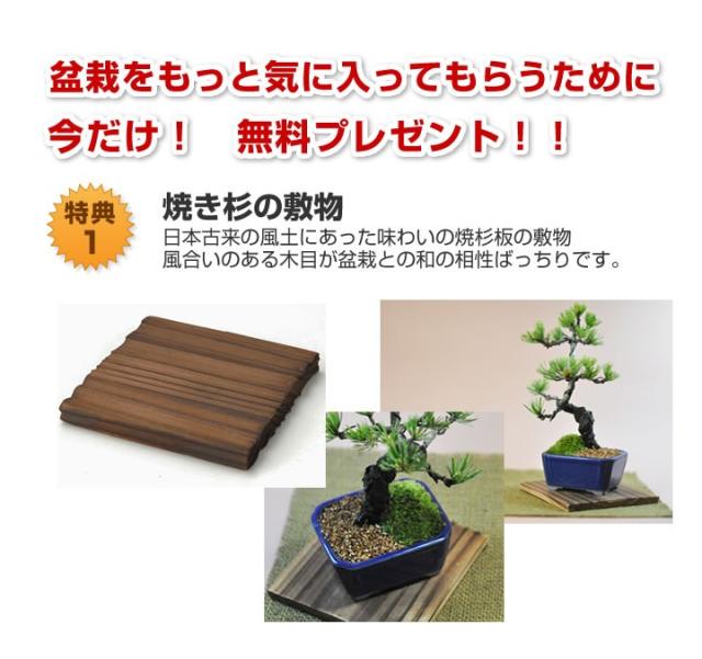 はじめての盆栽セット