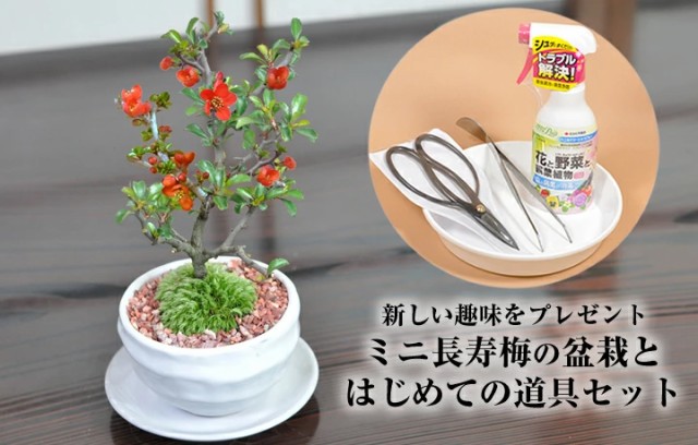 かわいいミニ長寿梅の盆栽とはじめての道具セット 【盆栽 ミニ盆栽