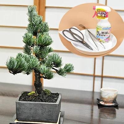 盆栽 五葉松とはじめ