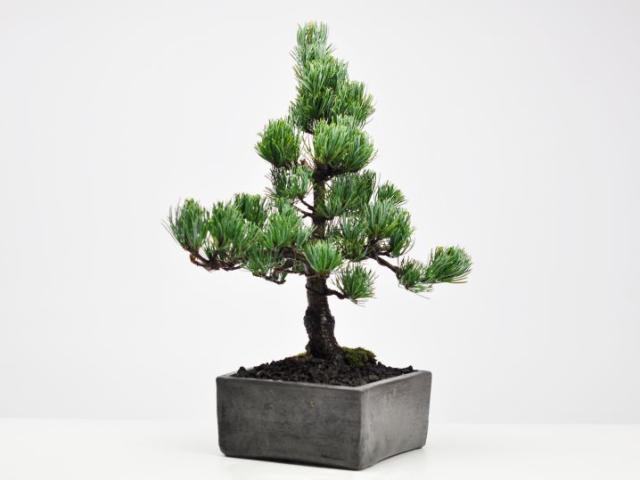 盆栽 五葉松とはじめ