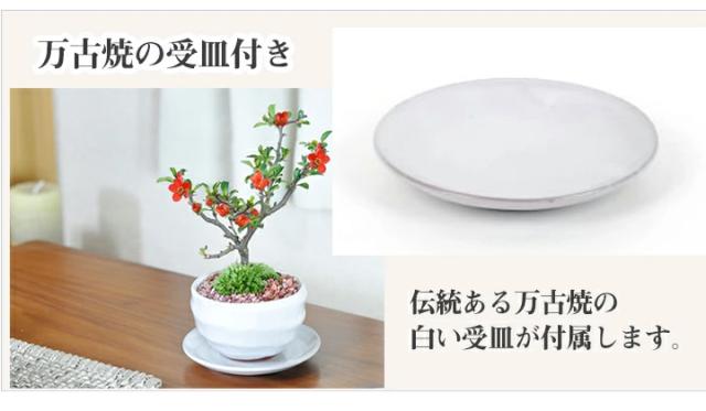 ミニ長寿梅と神戸プリン