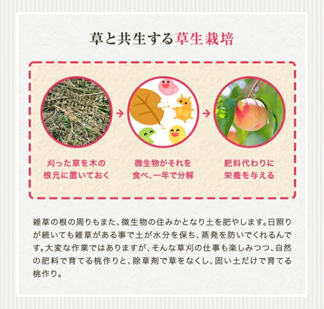 紀の川の桃