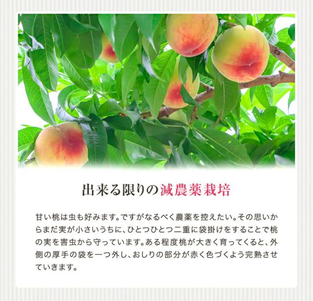 紀の川の桃