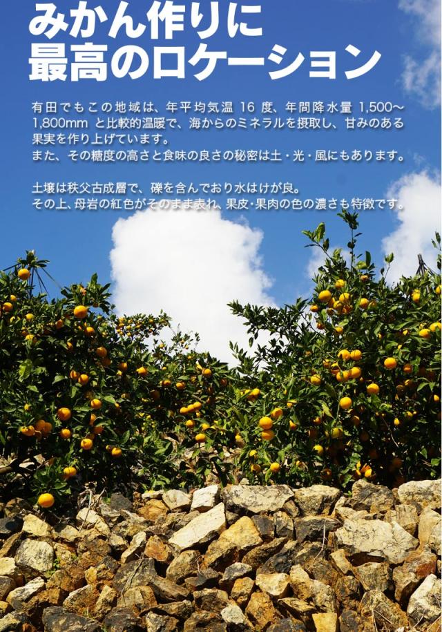 みかん作りさに最高のロケーションで栽培しています