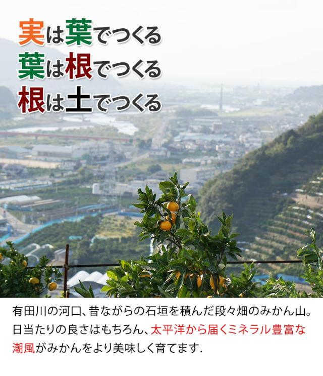 和歌山県ならではの石垣を積んだ段々畑で栽培される有田みかん